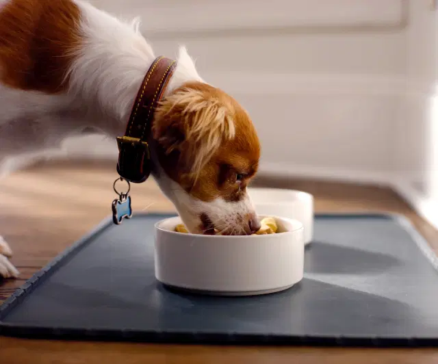 Spot & Tango fresh dog food and bowl